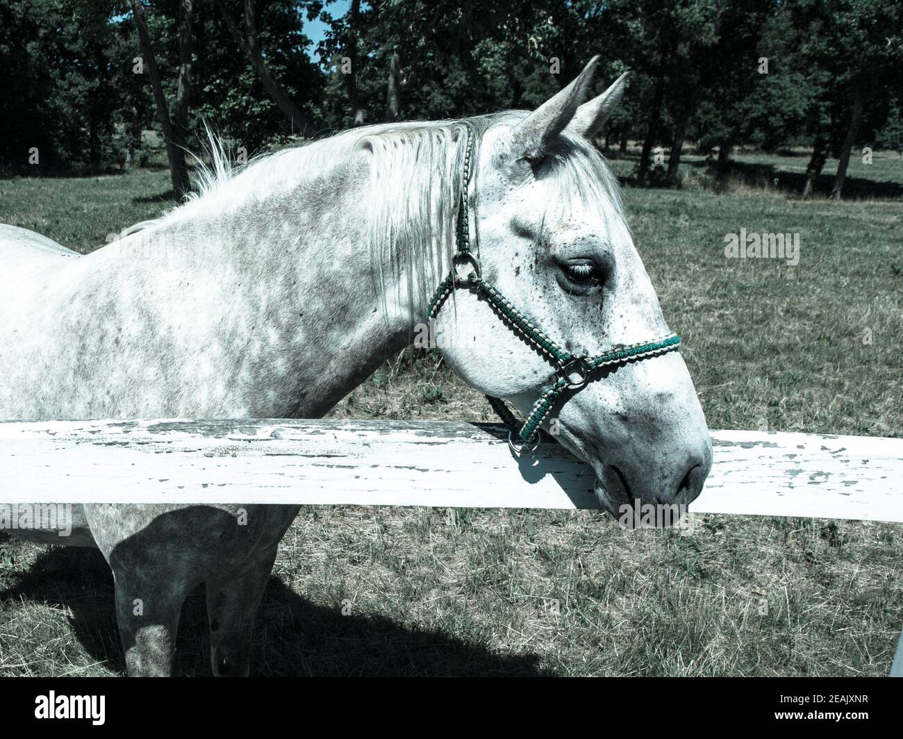 Portrait of white Lipizzaner stallion, Lipica, Slovenia, cold tone image Stock Photo