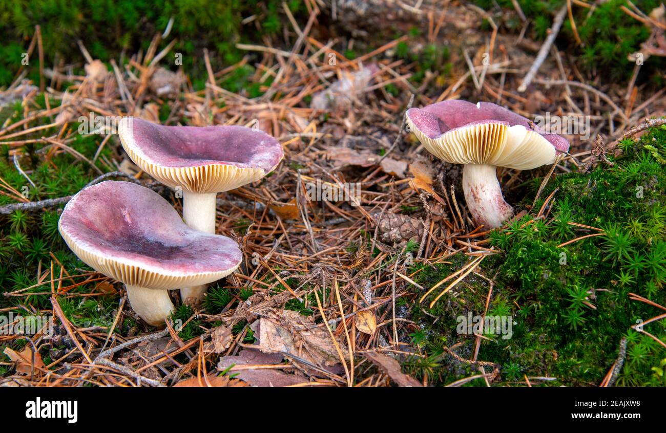 Russula fragilis in the autumn forest Stock Photo