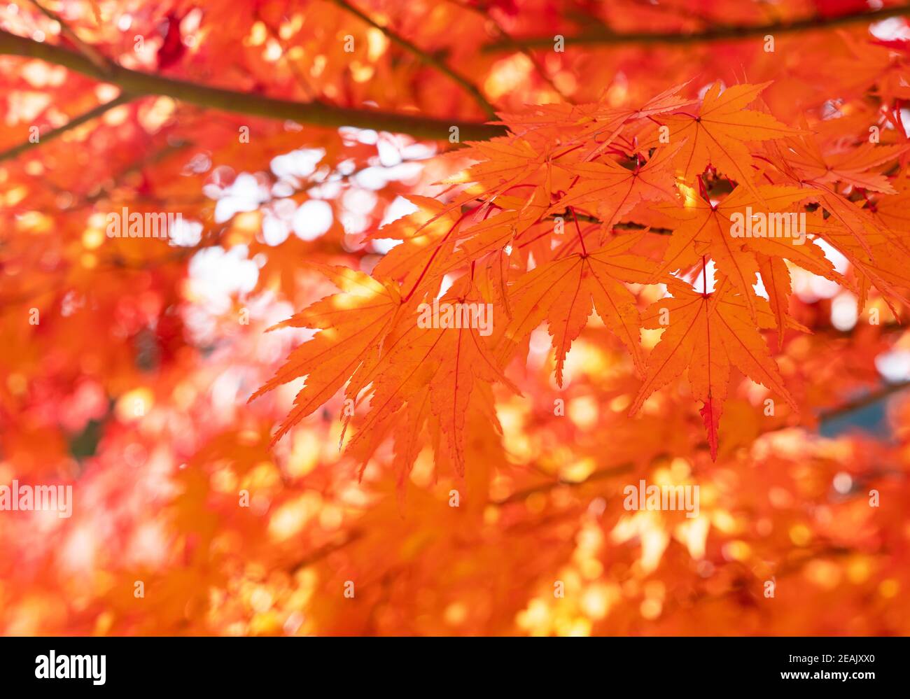 Japanese red leaves on the entire screen Stock Photo - Alamy