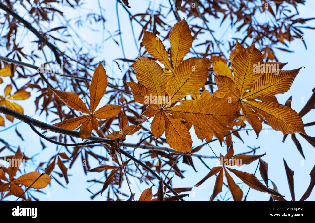 Japanese horse chestnut leaves and the sky Stock Photo