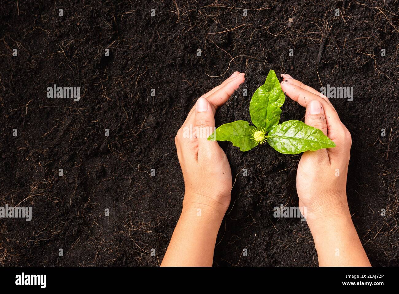 Hand of a woman planting green small plant life on compost fertile black soil Stock Photo