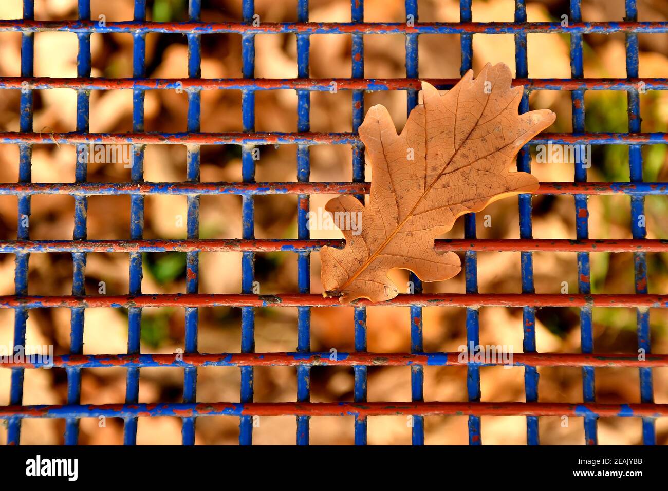 autumnal colored oak leaf on a blue grid of a seat Stock Photo