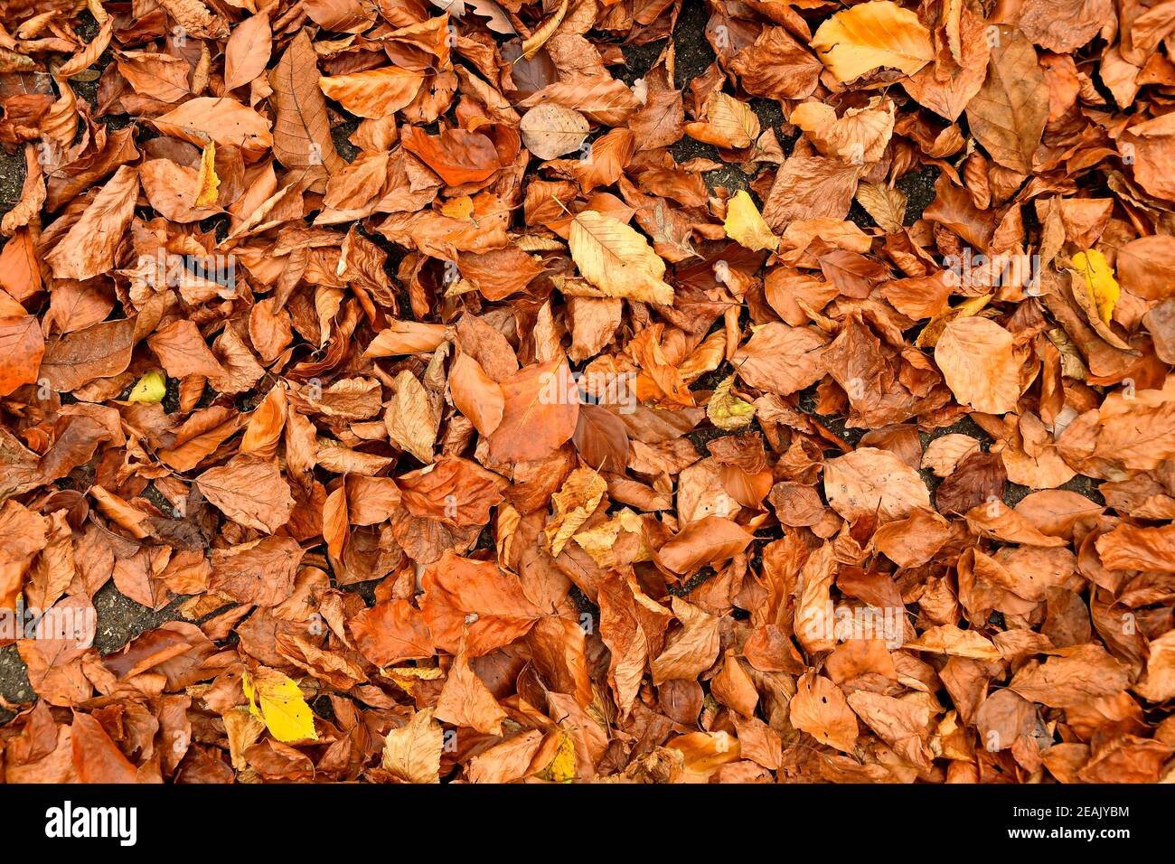 autumnal colored beech leaves on a forest floor Stock Photo