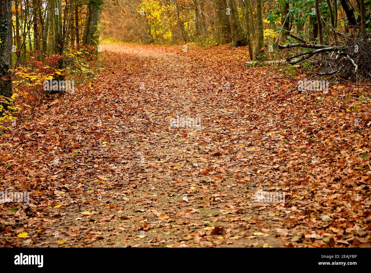Forest way in autumn in soft, sunny light Stock Photo