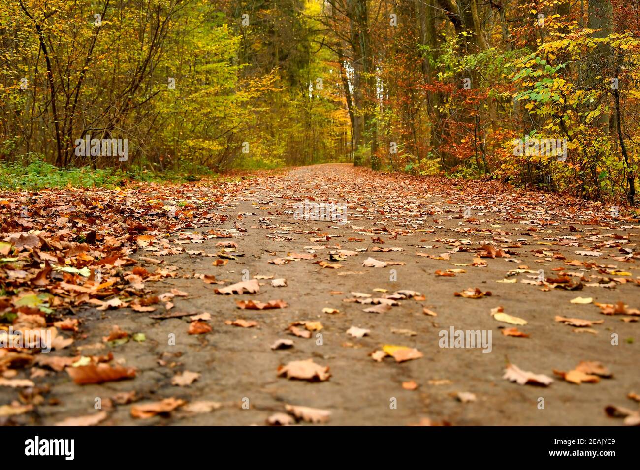 Forest way in autumn in soft, sunny light Stock Photo