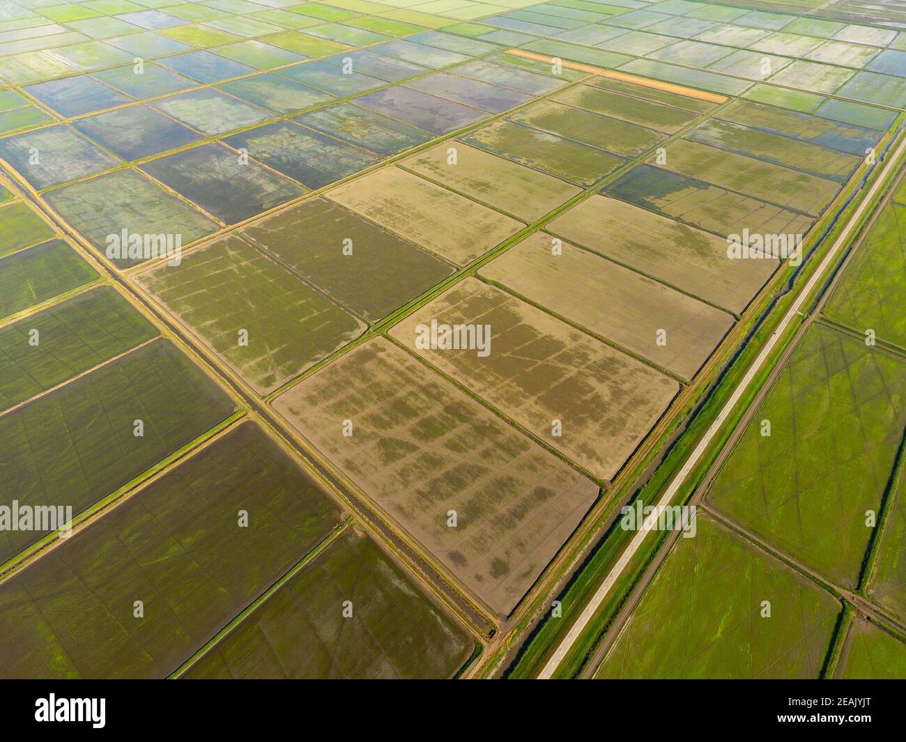 The rice fields are flooded with water. Flooded rice paddies. Agronomic
