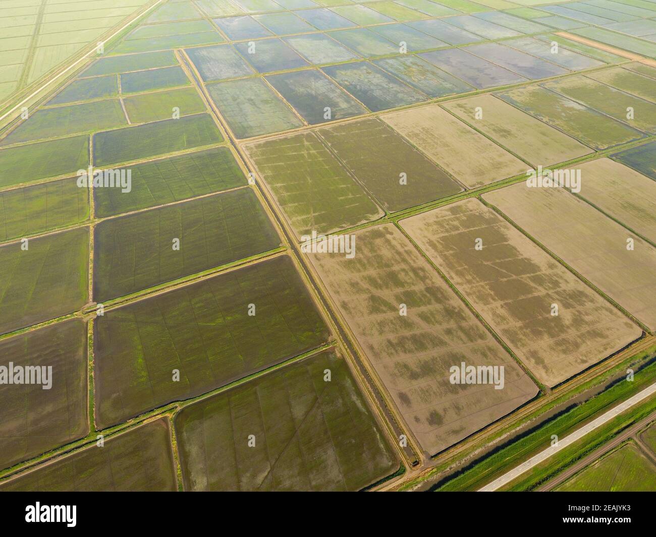 The rice fields are flooded with water. Flooded rice paddies. Agronomic ...