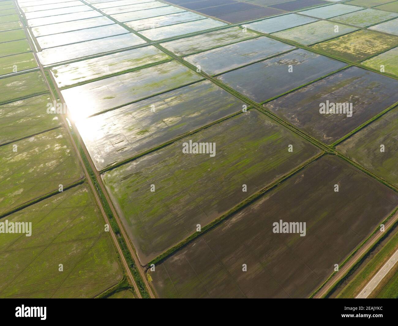 The rice fields are flooded with water. Flooded rice paddies. Agronomic ...