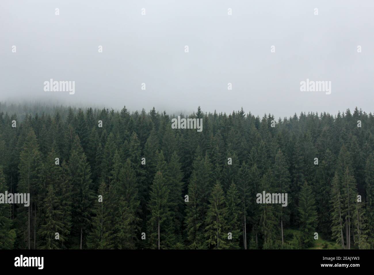 Forest of pine trees with hazy weather Stock Photo