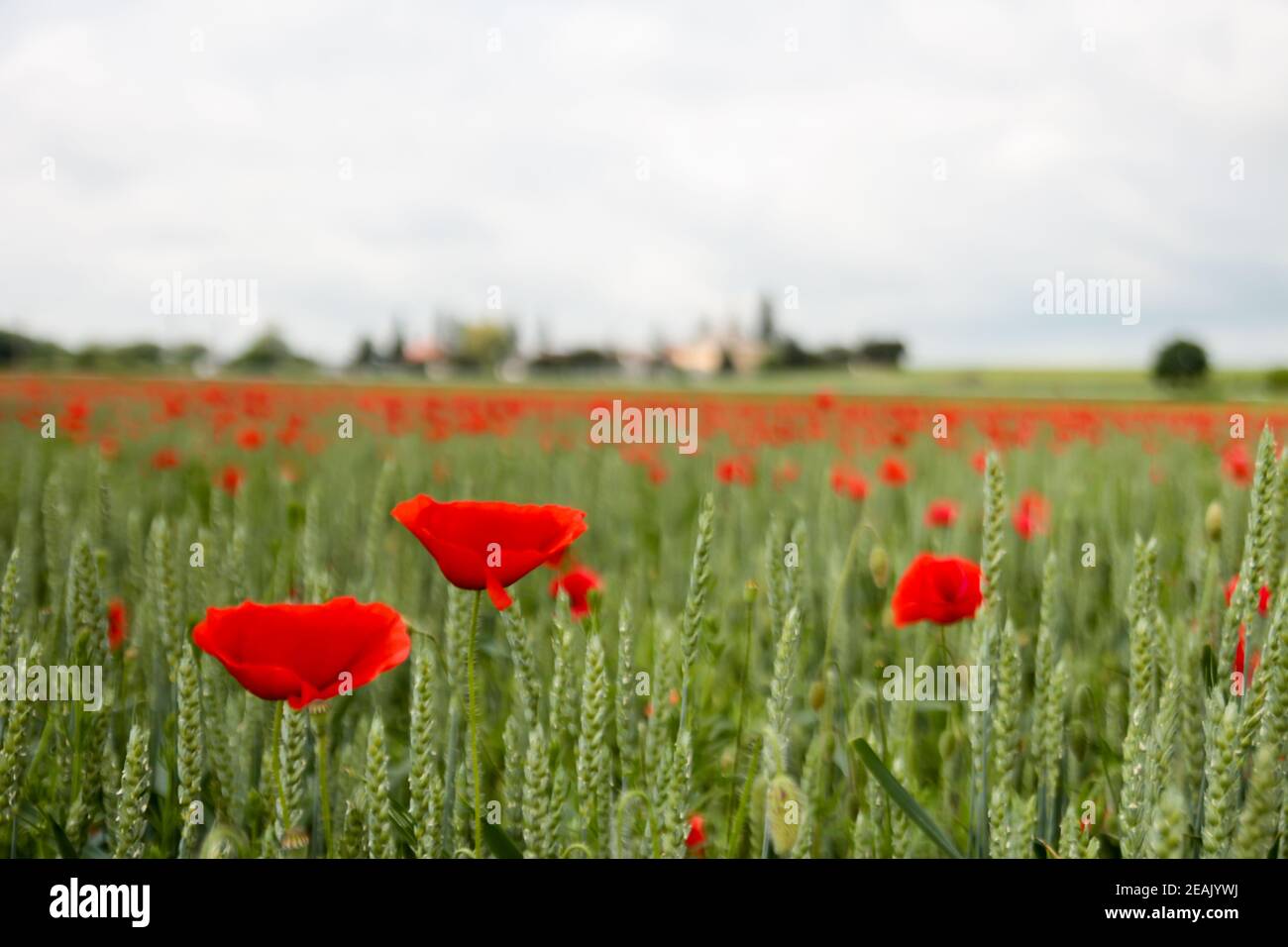 Common poppy flower being blown by wind in a field of wheat during a cloudy day. papaver rhoeas Stock Photo
