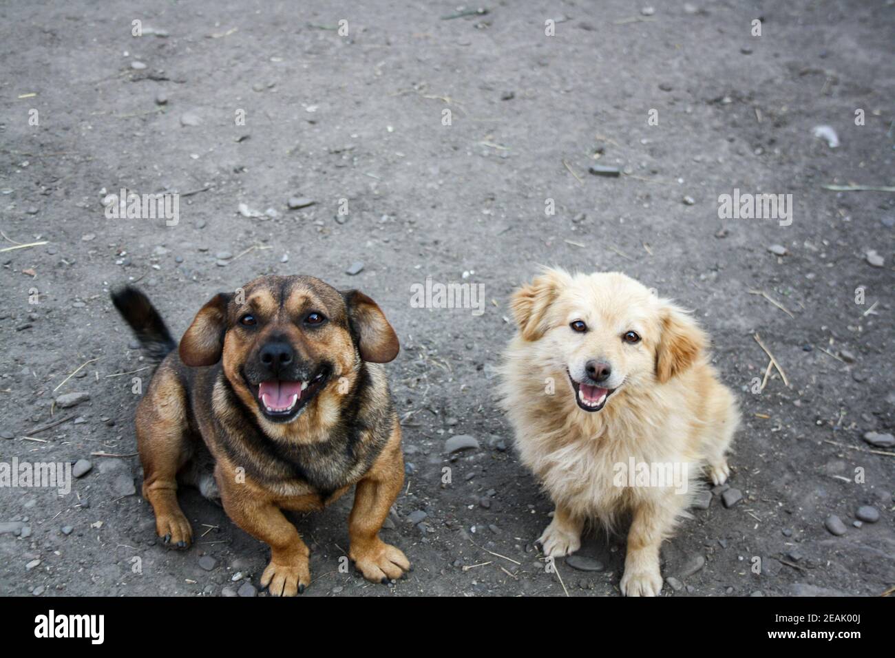 Black and white dogs smiling at the camera and staying on theground - happy dogs sitting down Stock Photo