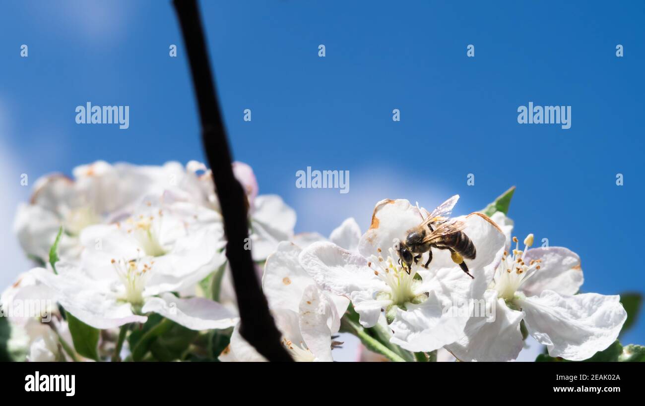 Bee collecting pollen from flower. Honey bee collecting pollen Stock Photo