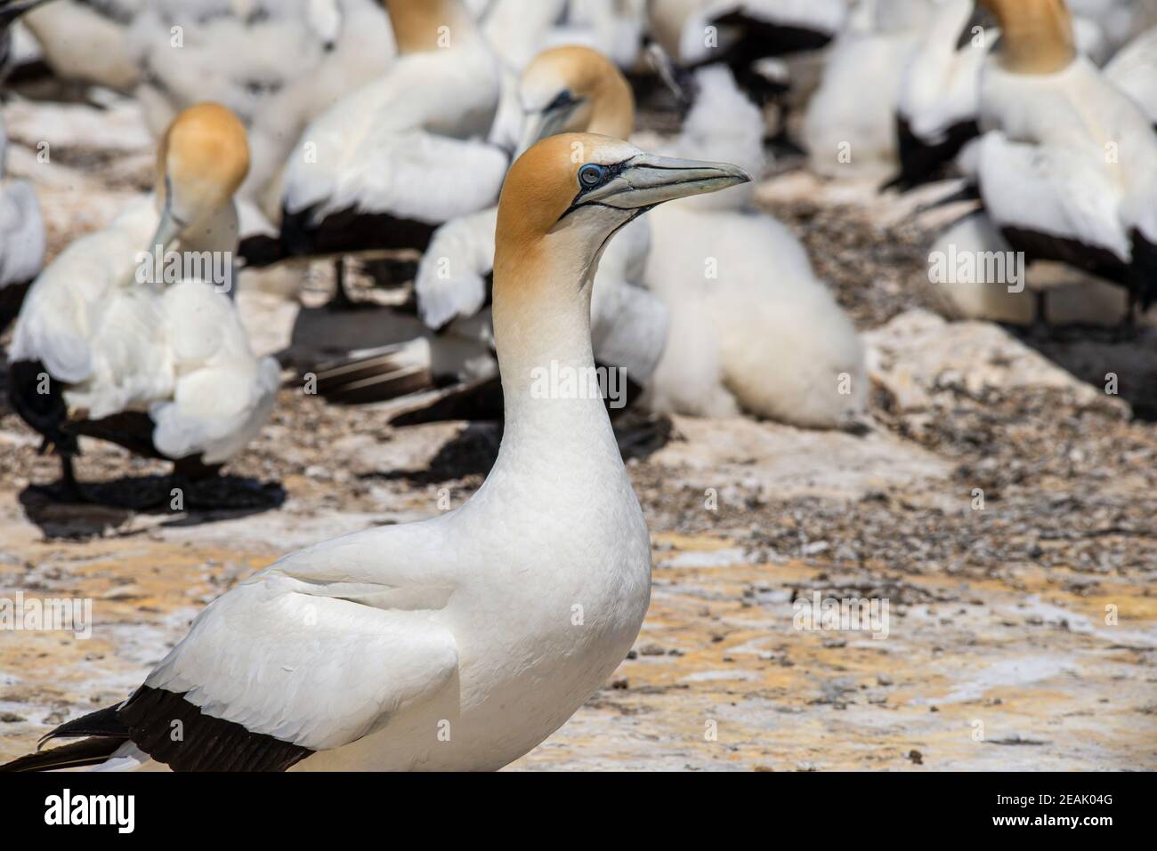 An australasian gannet, Cape Kidnappers gannet colony, New Zealand. Stock Photo