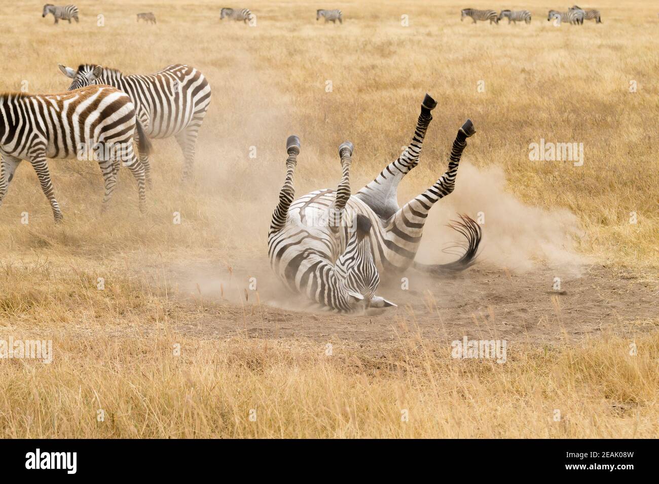 Zebra that is rolling on the ground. Ngorongoro crater, Tanzania Stock Photo