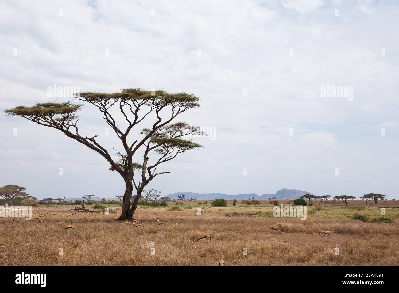 Serengeti National Park landscape, Tanzania, Africa Stock Photo