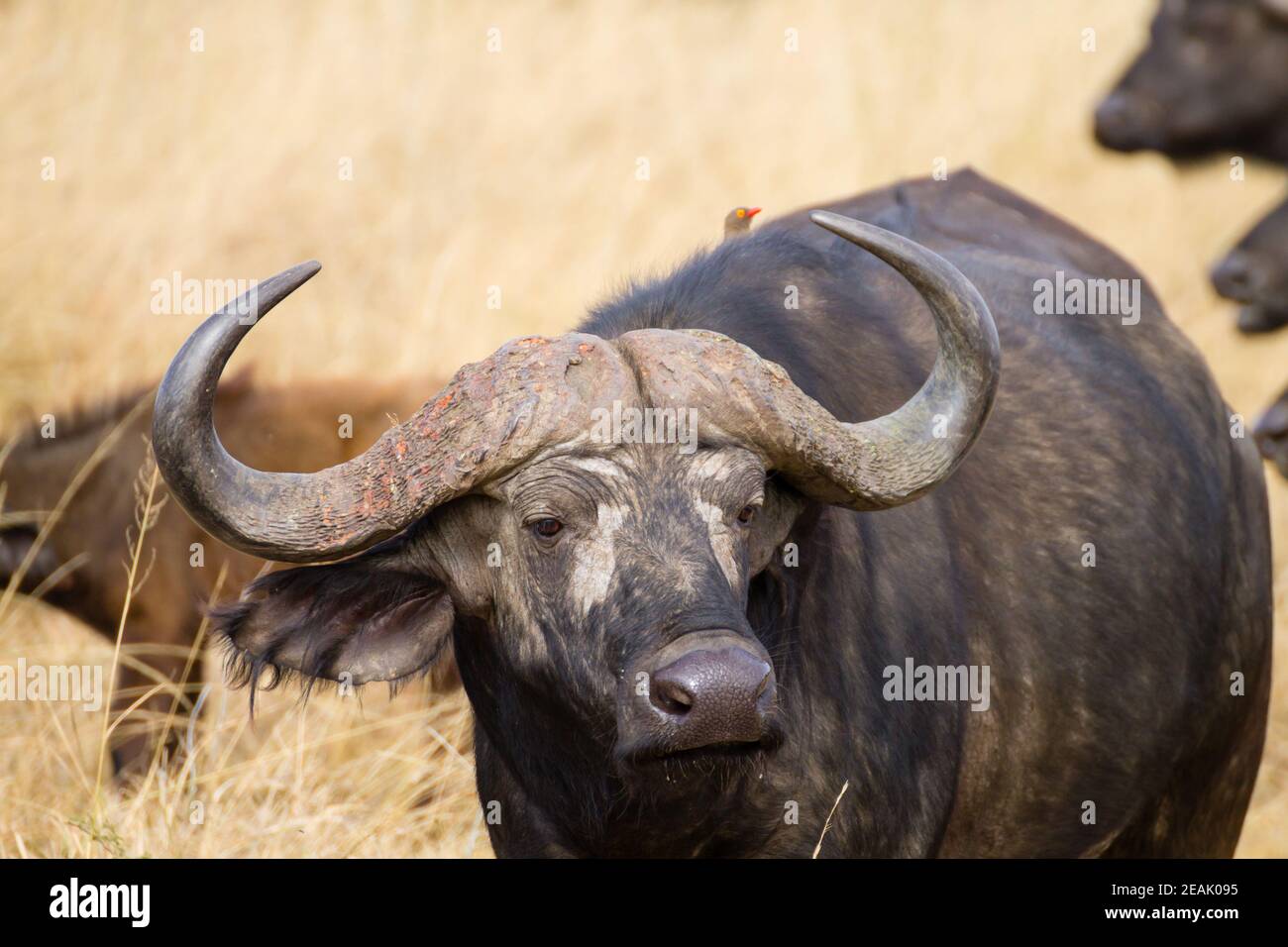 Largest Buffalo Hi res Stock Photography And Images Alamy largest-buffalo-hi-res-stock-photography-and-images-alamy