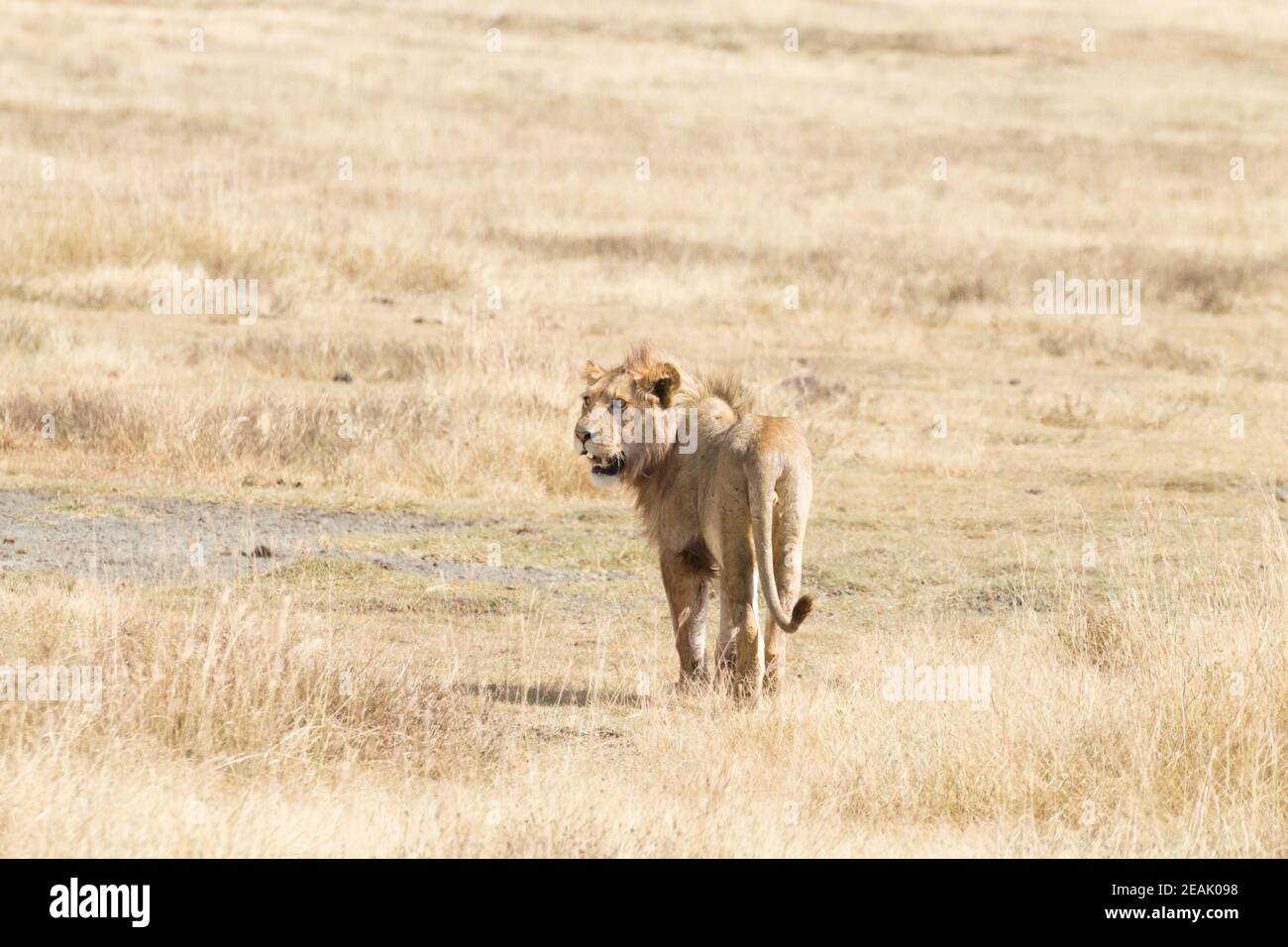 Lion on Ngorongoro Conservation Area crater, Tanzania Stock Photo