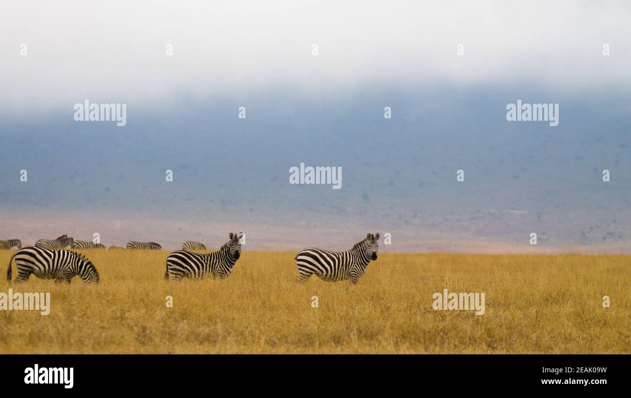 Zebras on Ngorongoro Conservation Area crater, Tanzania Stock Photo