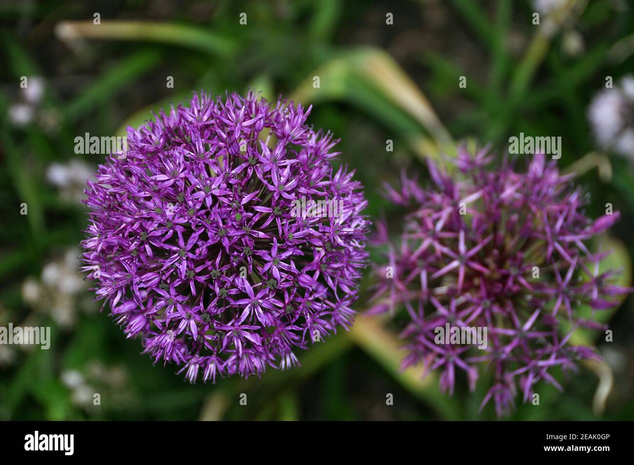 Hardy perennial shrub hi-res stock photography and images - Alamy