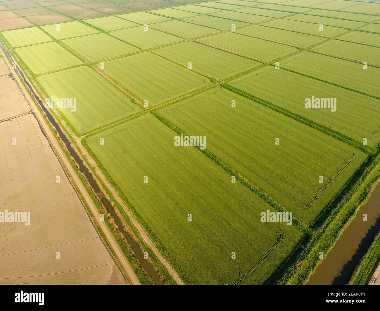 The rice fields are flooded with water. Flooded rice paddies. Agronomic ...