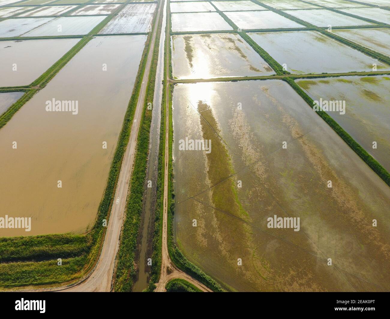 The rice fields are flooded with water. Flooded rice paddies. Agronomic methods of growing rice in the fields. Stock Photo