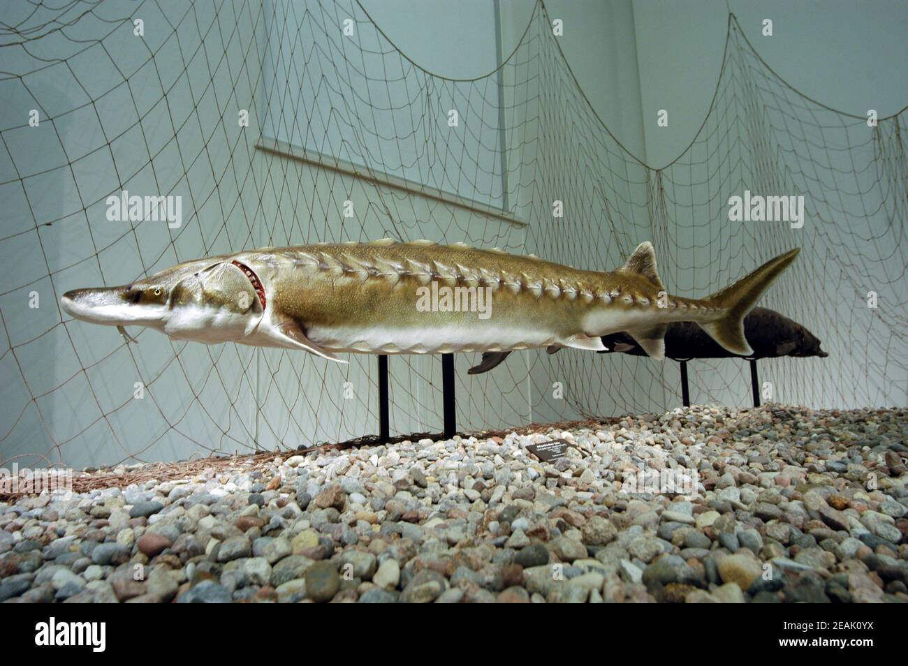 a salmon, an aquatic animal Stock Photo