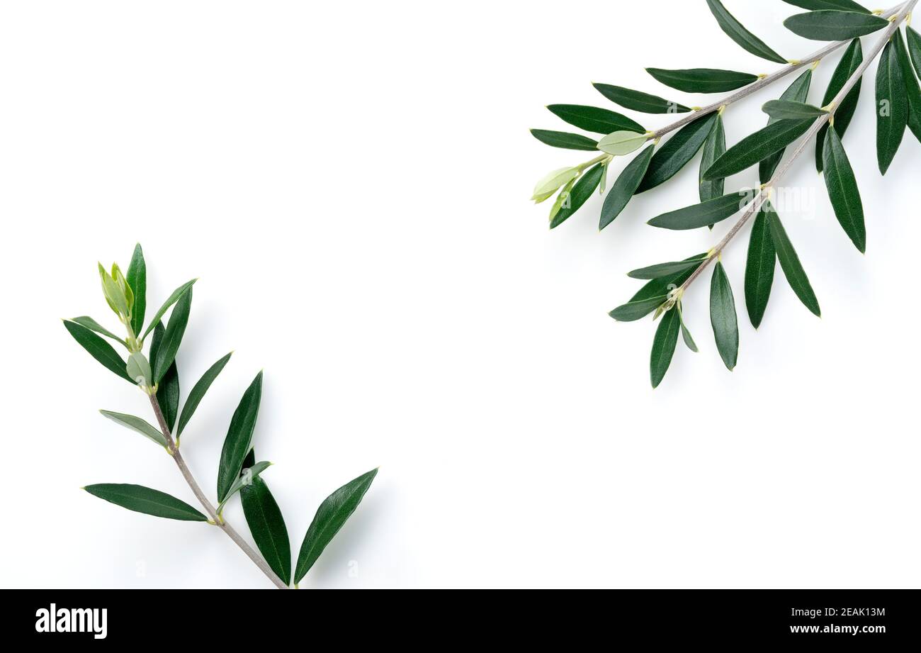 Olive branches and leaves placed on a white background with copy space ...
