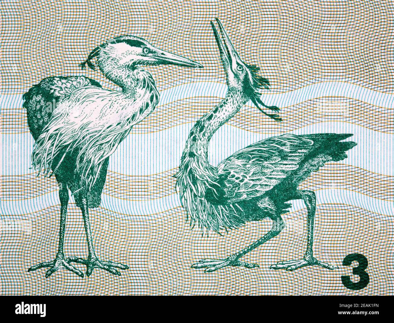 Gray herons a portrait from Lithuanian money Stock Photo