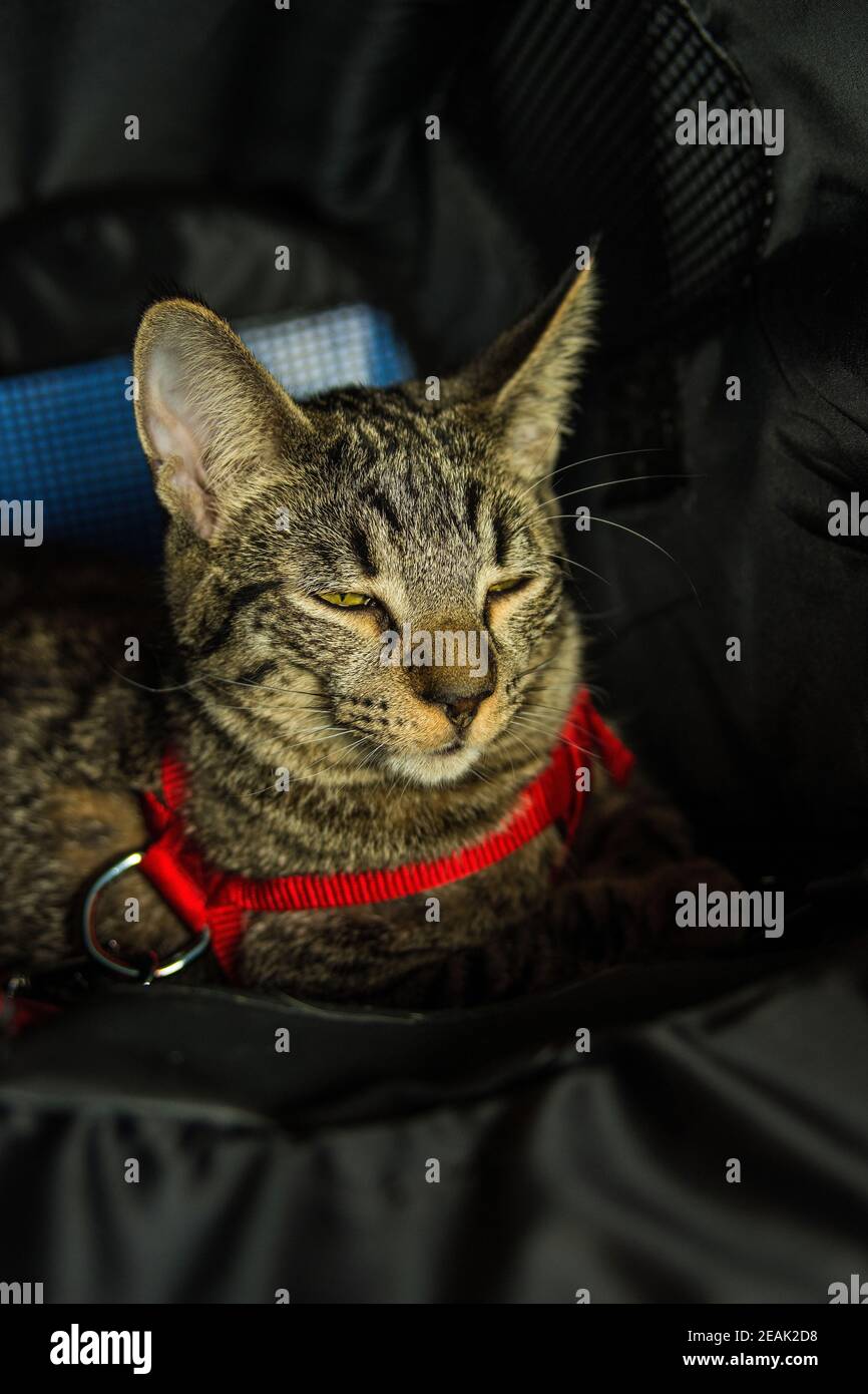 Cat with squinted eyes wearing a safety harness while traveling by car Stock Photo