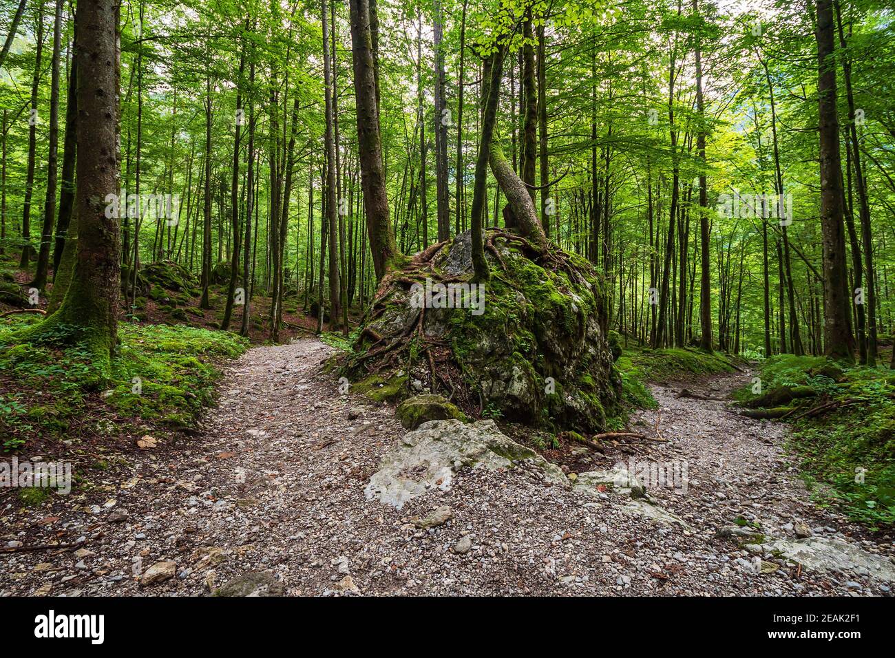 Forest with rocks and trees in the Berchtesgaden Alps, Germany Stock Photo