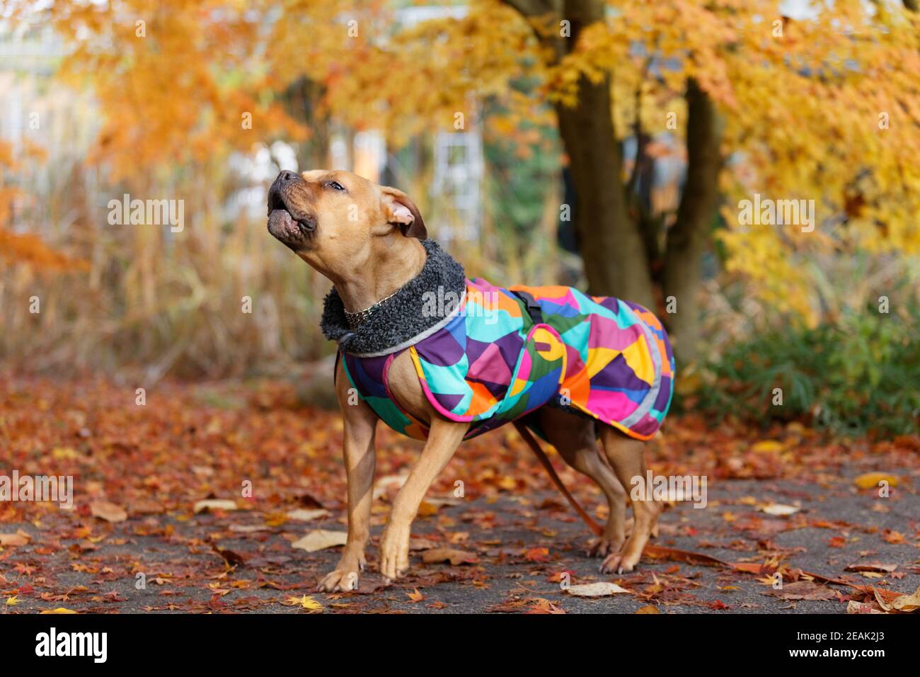 Defensive aggressive dog growls and barks while wearing a coat Stock Photo