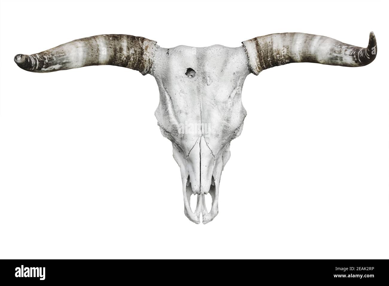 Bull skull over white Stock Photo