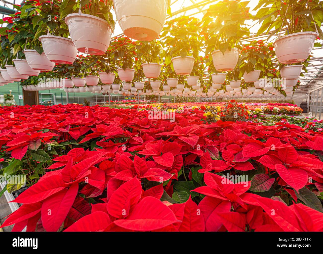Poinsettia greenhouse hires stock photography and images Alamy