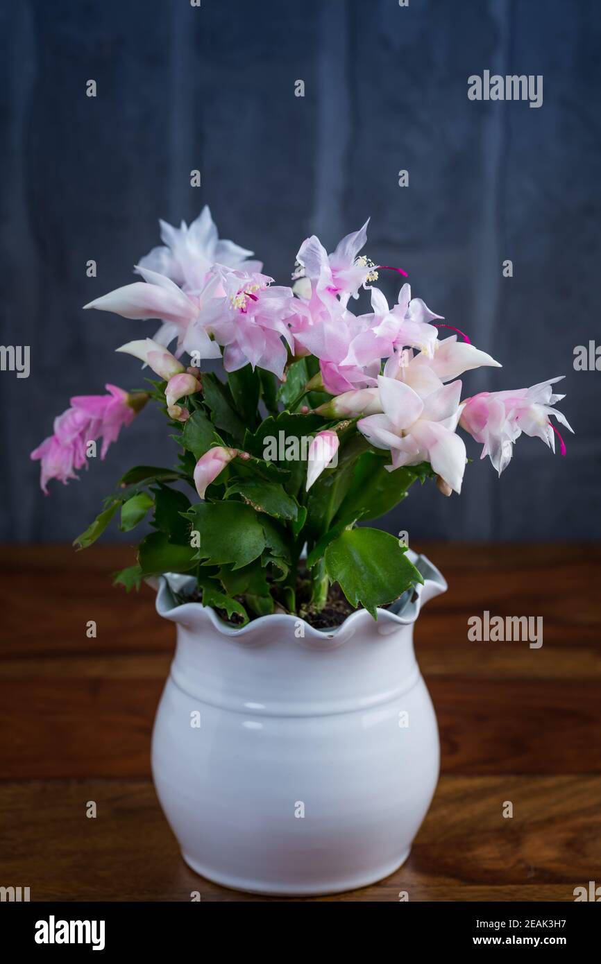 Christmas Cactus Schlumbergera Plant In Pot Stock Photo Alamy Christmas Cactus Schlumbergera Plant In Pot Stock Photo Alamy