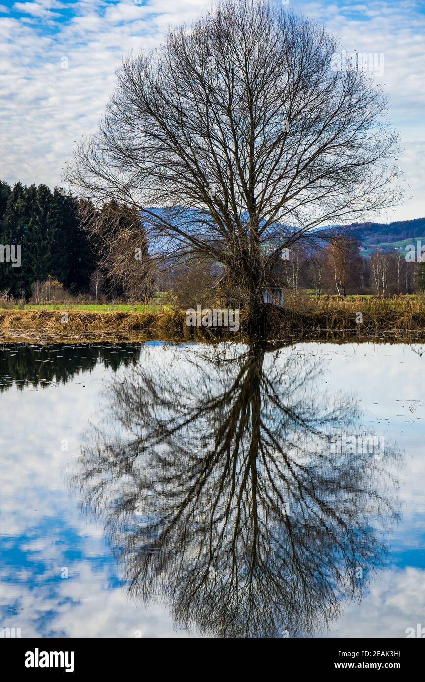 Reflective tree hi-res stock photography and images - Alamy