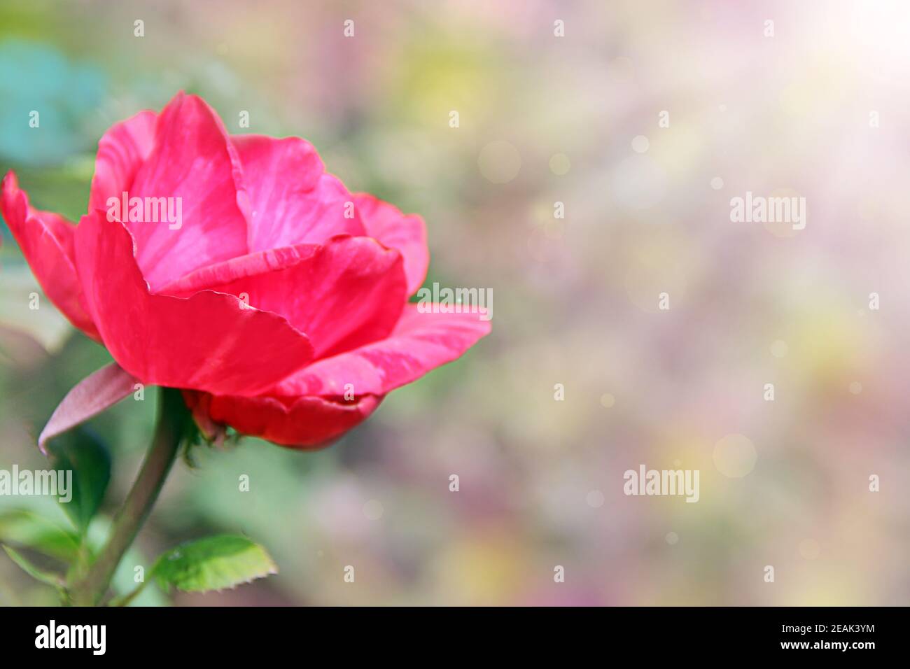 Red rose in garden in sunlights on blurry green background. Copy space ...