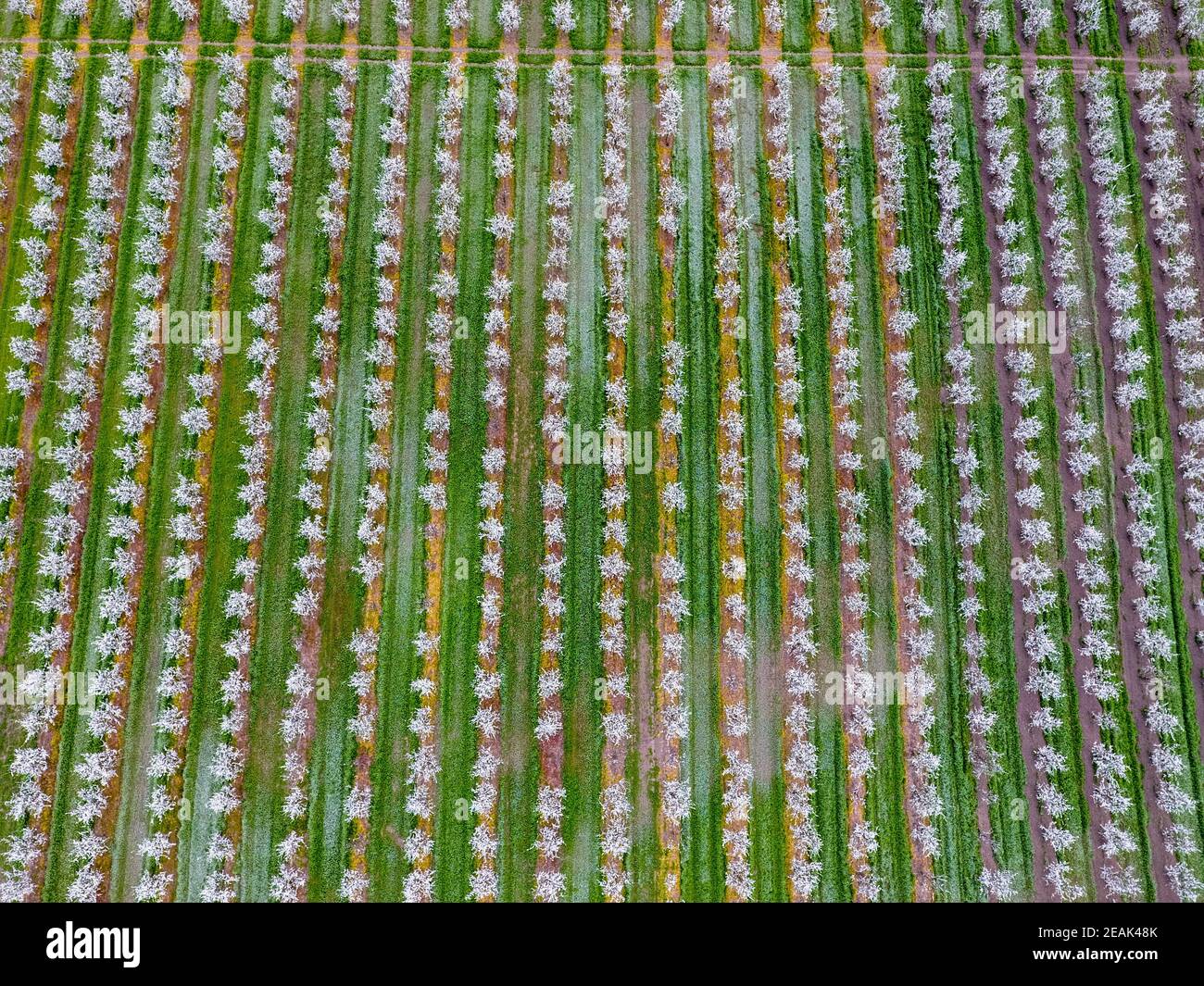 Blossoming young plum garden, top view. Span of the drone over the plum blooming garden. Stock Photo