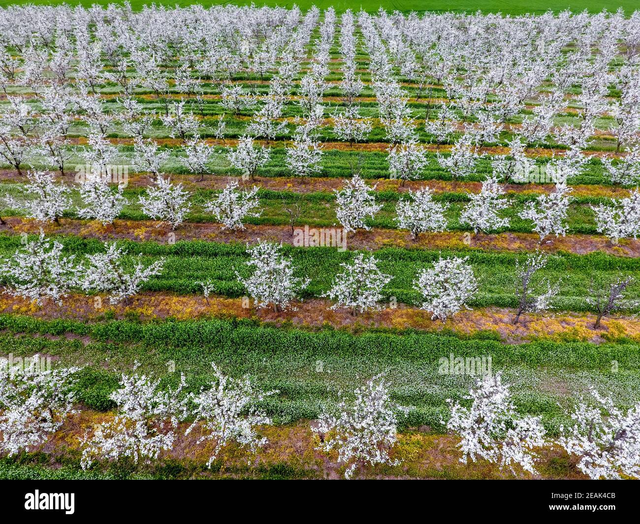 Blossoming young plum garden, top view. Span of the drone over the plum blooming garden. Stock Photo