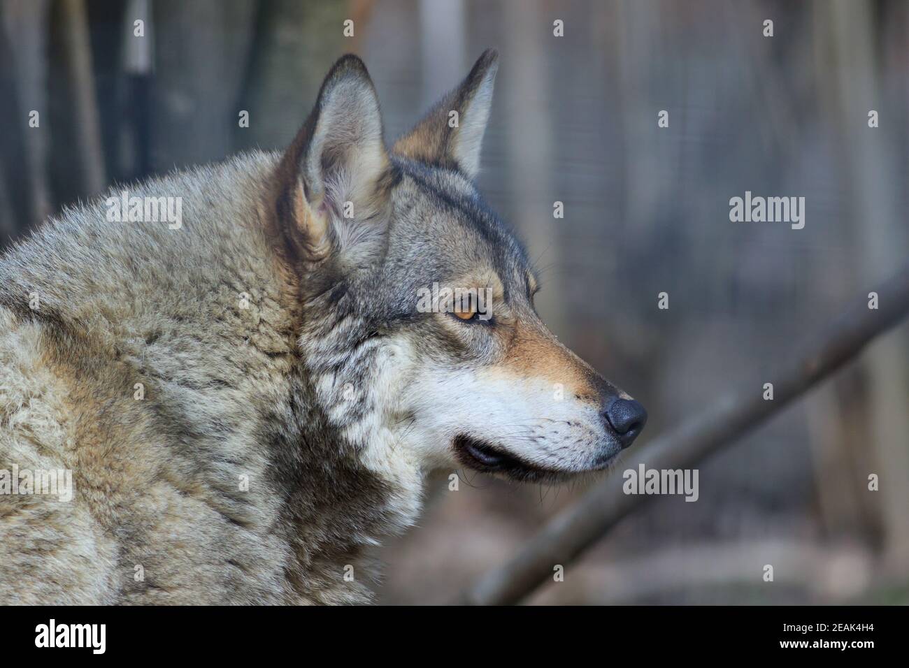 the wolf (canis lupus Stock Photo - Alamy