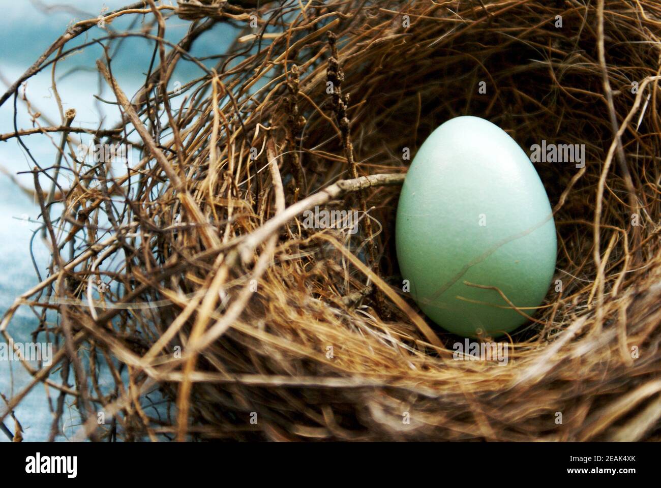 Red Robins Nest Egg Stock Photo Alamy