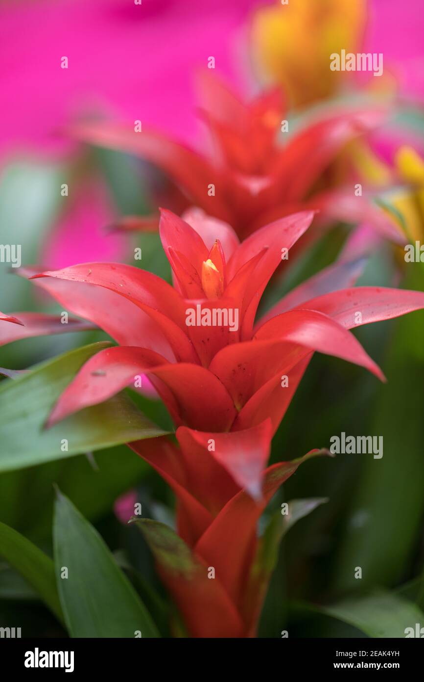 The Red Markle Bromeliaceae Guzmania flower Stock Photo