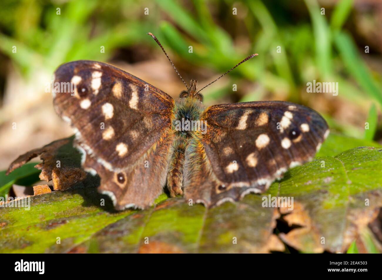 An adult speckled wood butterfly (Pararge aegeria) basking on a leaf in Thorp Perrow Arboretum, North Yorkshire. September. Stock Photo