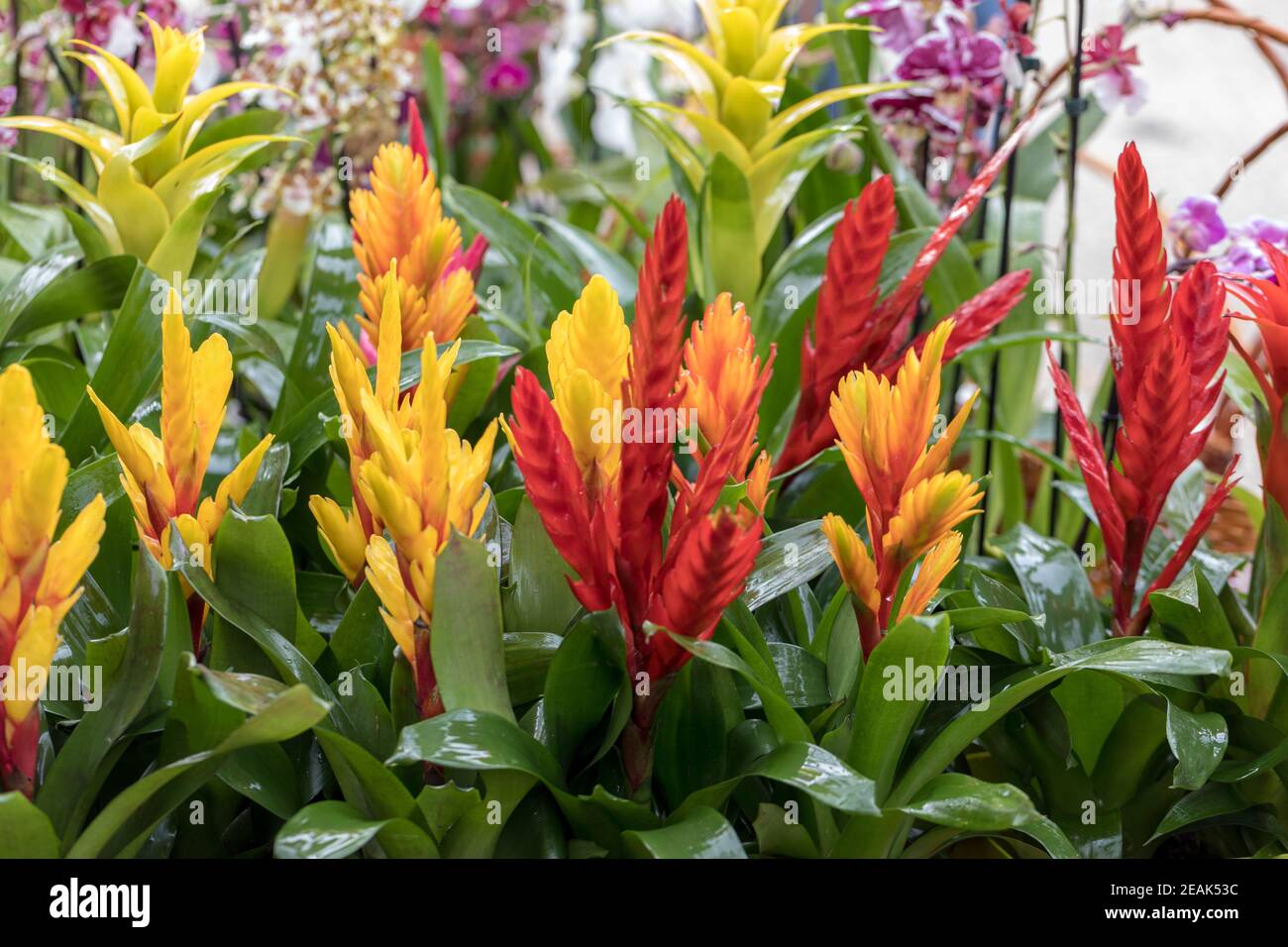 Vriesea (Vriesea Bromeliaceae) is a tropical ornamental plant with exotic flowers of various colors. Stock Photo