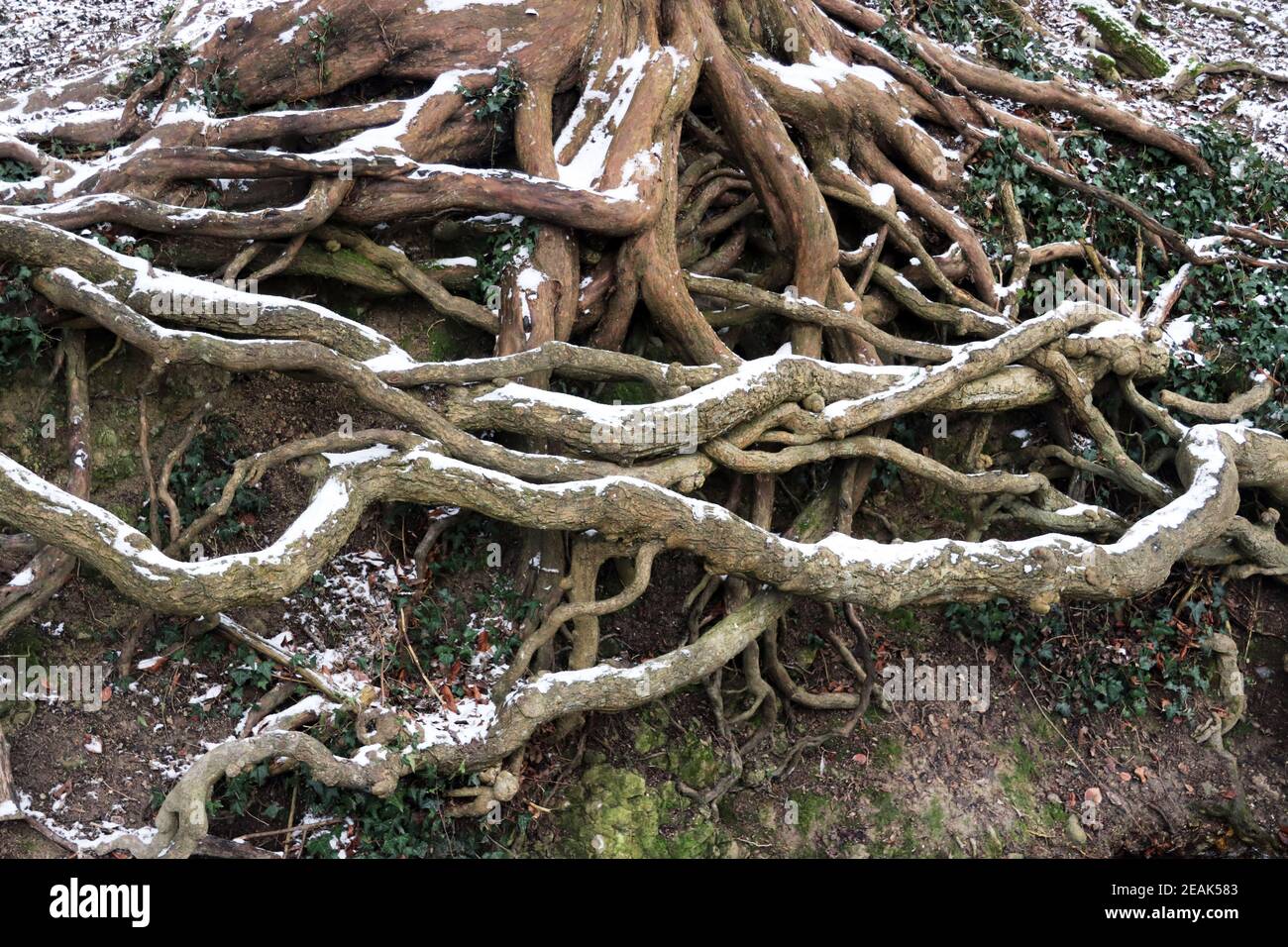 Snowy Tree Roots Folklore weather winter snow hi-res stock photography and images - Alamy