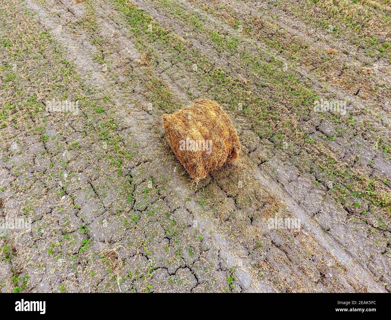 Bales of hay in the field. Harvesting hay for livestock feed. Landscape