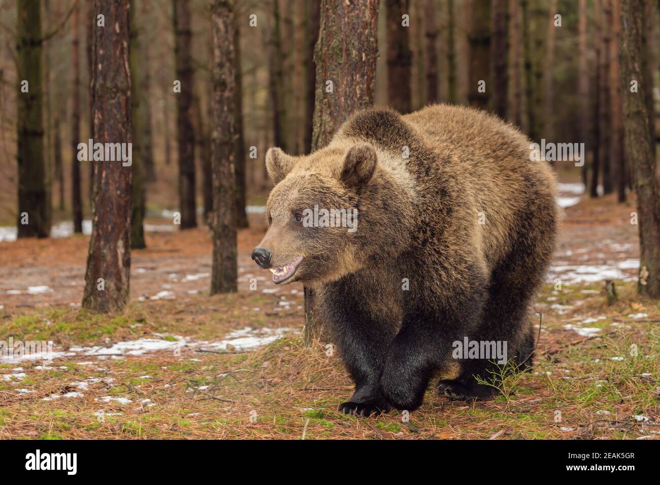 brown bear in winter forest, European wildlife Stock Photo