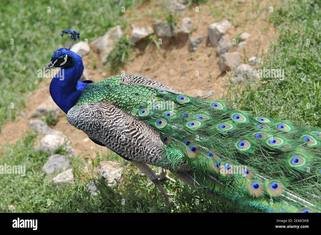 peafowl walks on the green grass. Beautiful peacock Stock Photo - Alamy