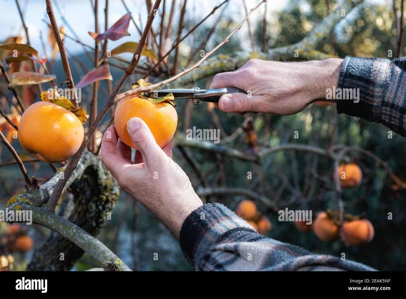 Farmer making the collection of persimmon. Agriculture Stock Photo Alamy