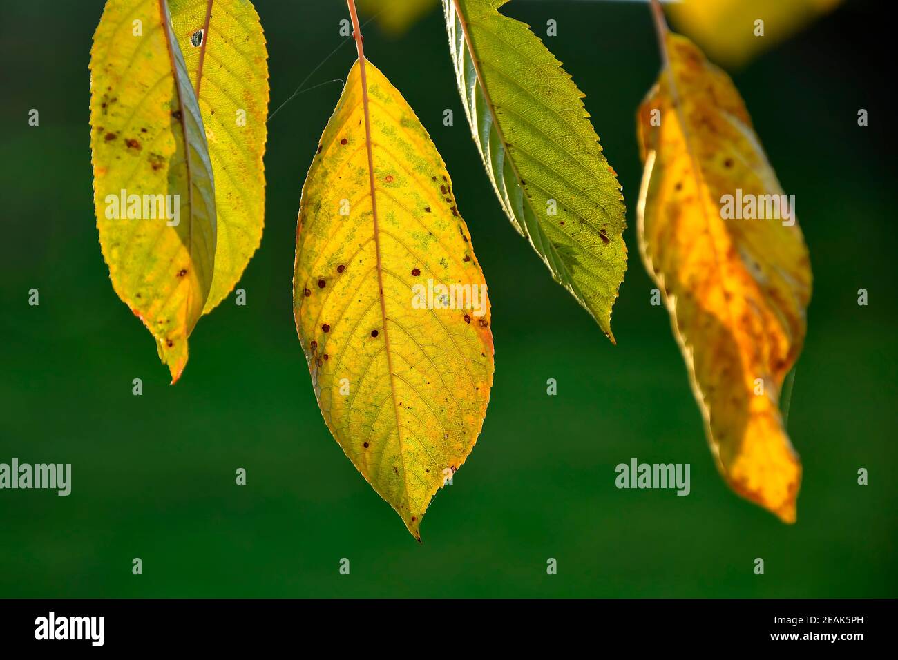 autumnal colored leaves in backlit Stock Photo