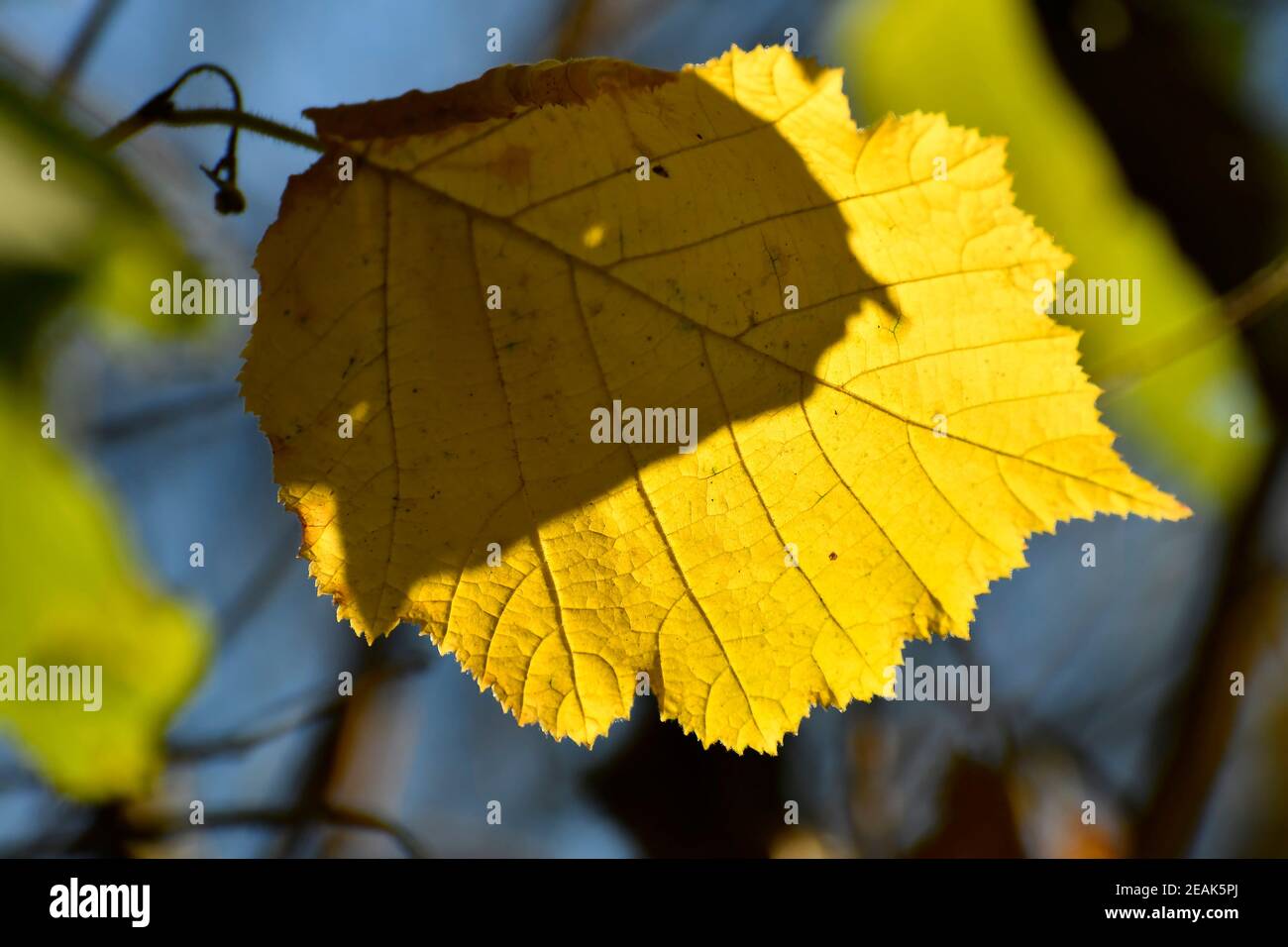 autumnal colored beech leaf in backlit Stock Photo